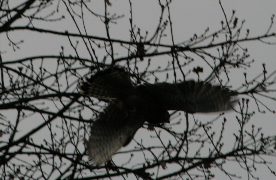 Falco a Villa Ada?